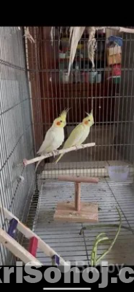 Lutino Cockatiel sell hobe